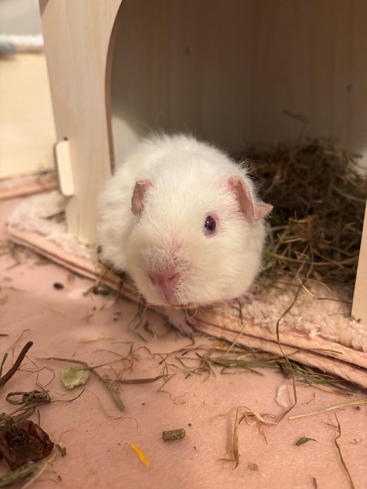 Marsvin Hjørdis, *Himmelgnaver* billede 1