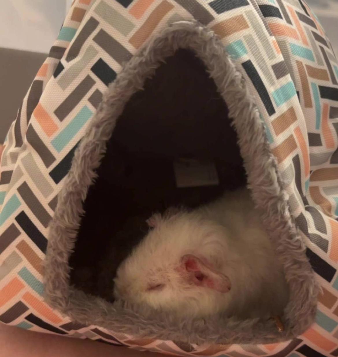 Marsvin Hjørdis, *Himmelgnaver* billede 4