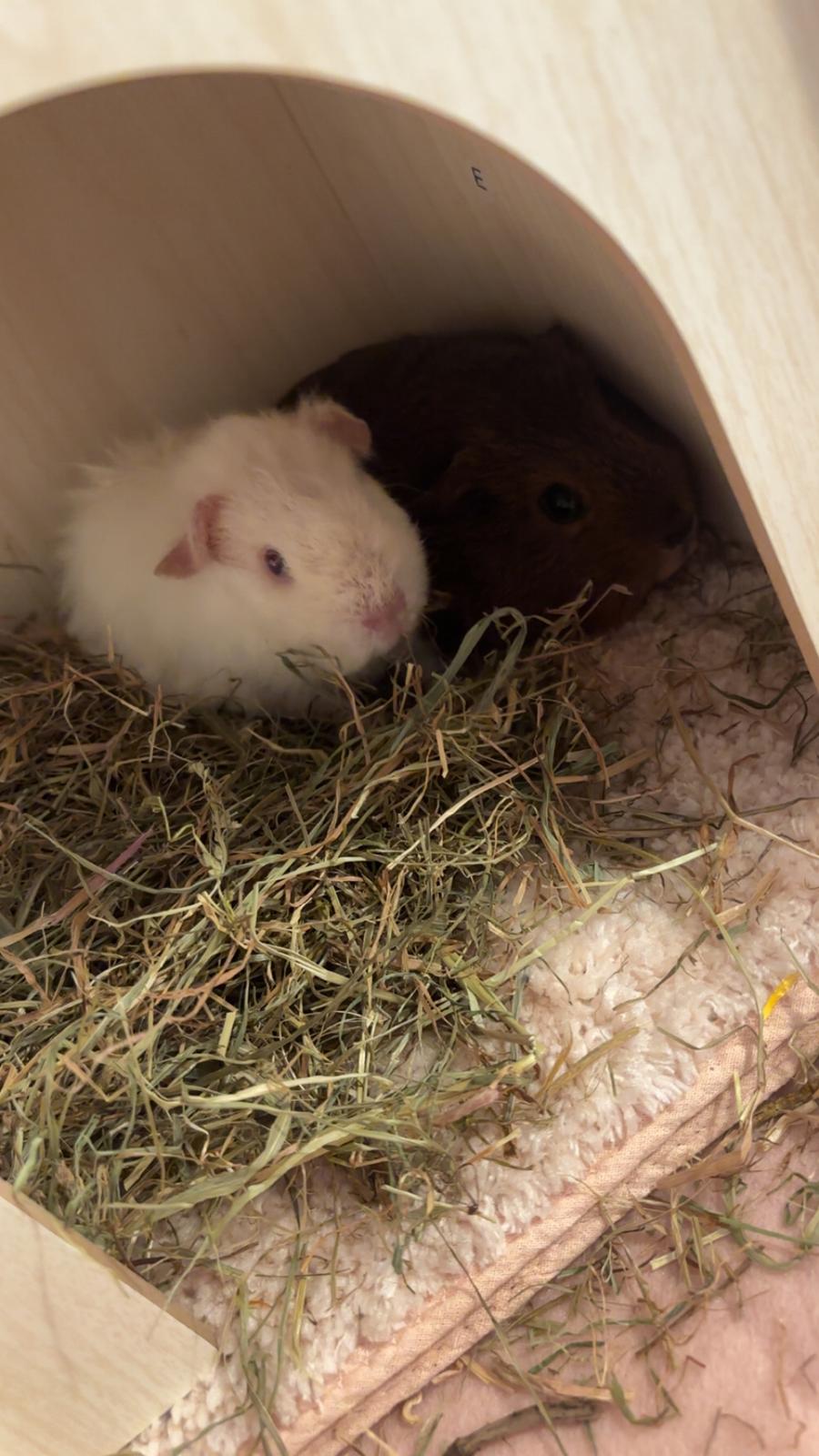 Marsvin Hjørdis, *Himmelgnaver* billede 5