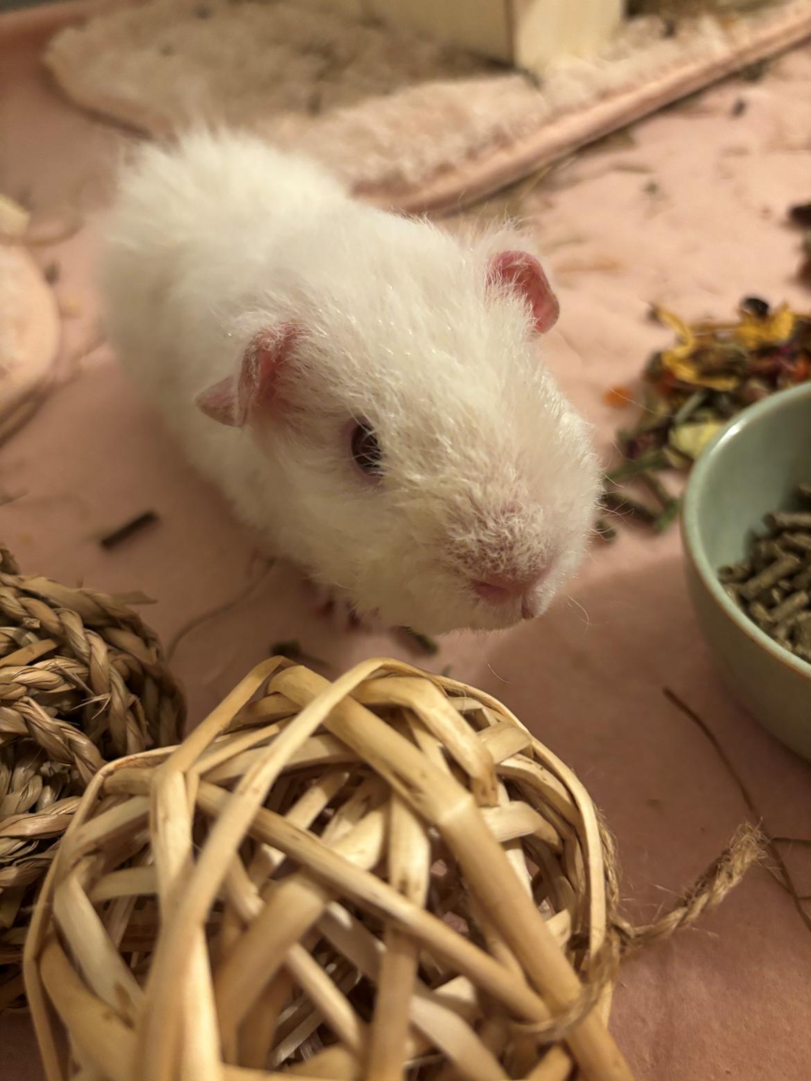 Marsvin Hjørdis, *Himmelgnaver* billede 3