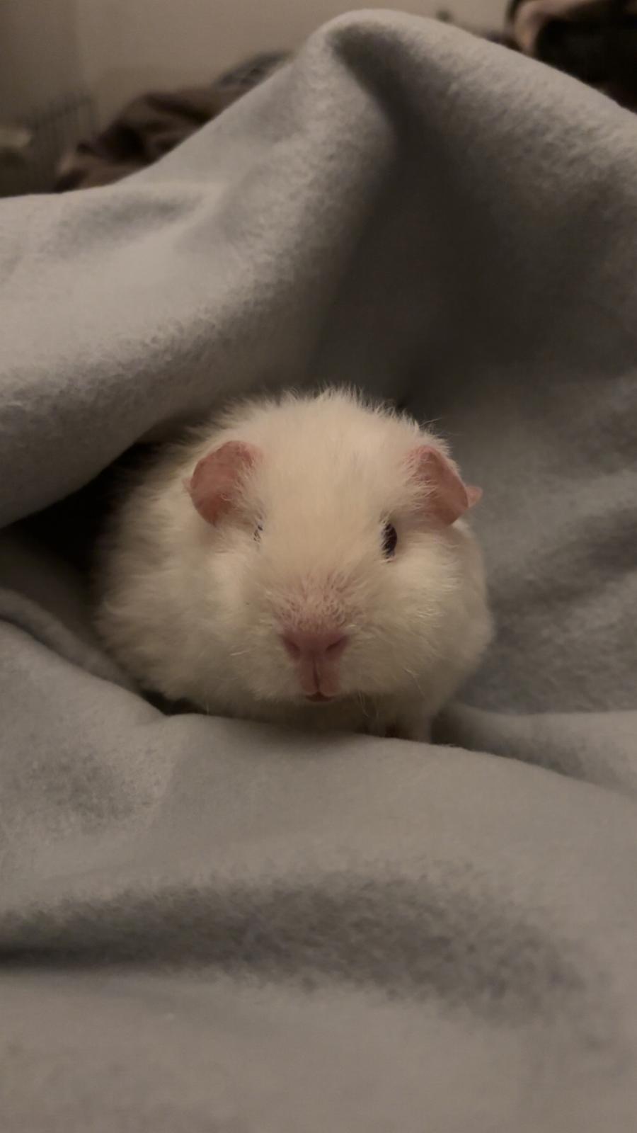 Marsvin Hjørdis, *Himmelgnaver* billede 6