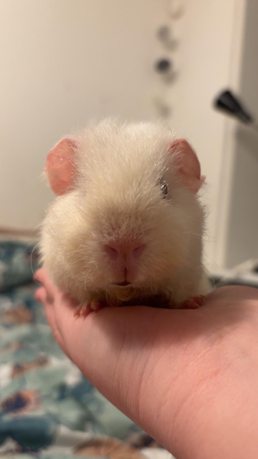 Marsvin Hjørdis, *Himmelgnaver* billede 7