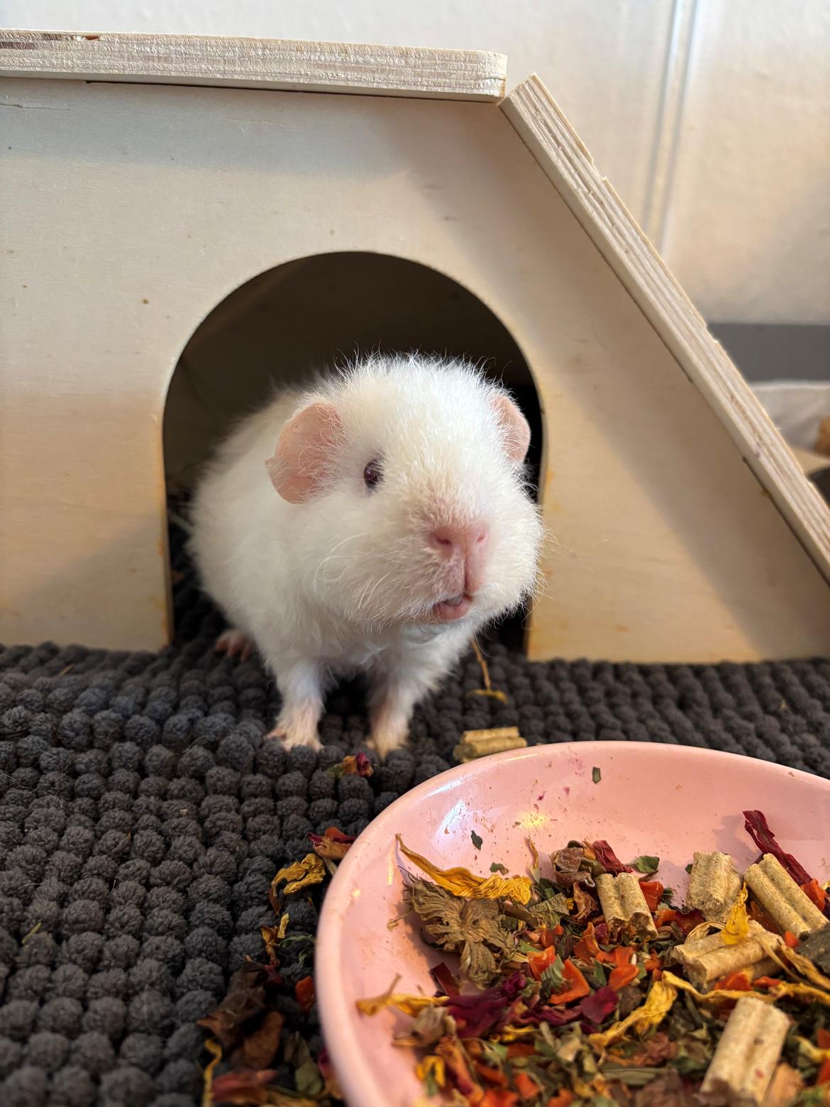 Marsvin Hjørdis, *Himmelgnaver* billede 8