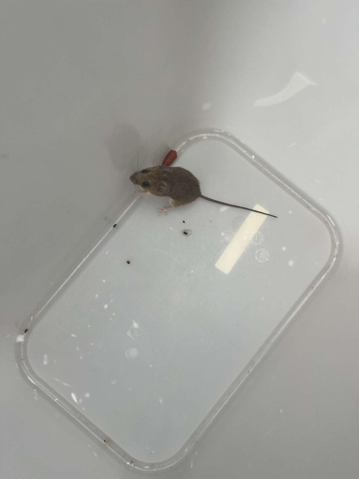 Kanin Henrik Johnson billede 2