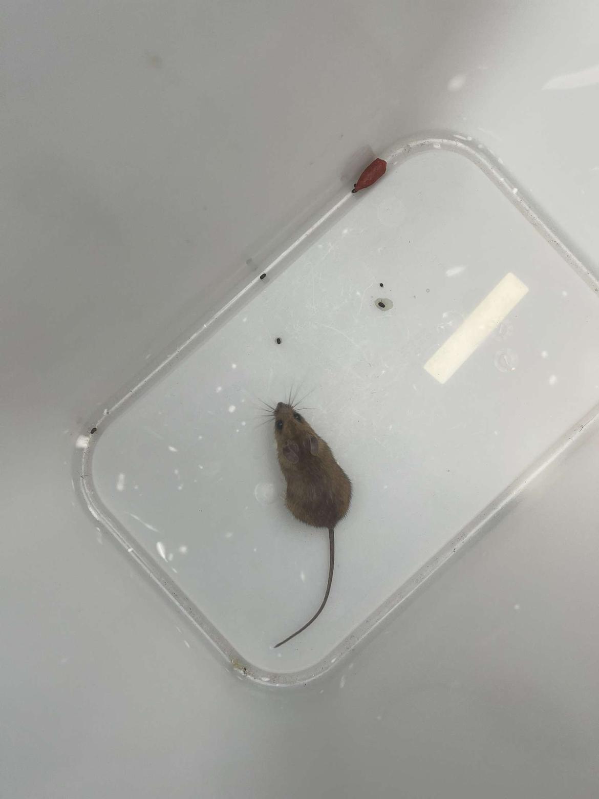 Kanin Henrik Johnson billede 3