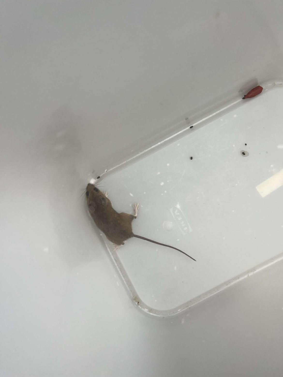 Kanin Henrik Johnson billede 4