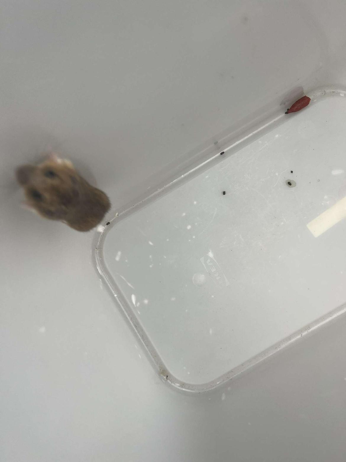 Kanin Henrik Johnson billede 1