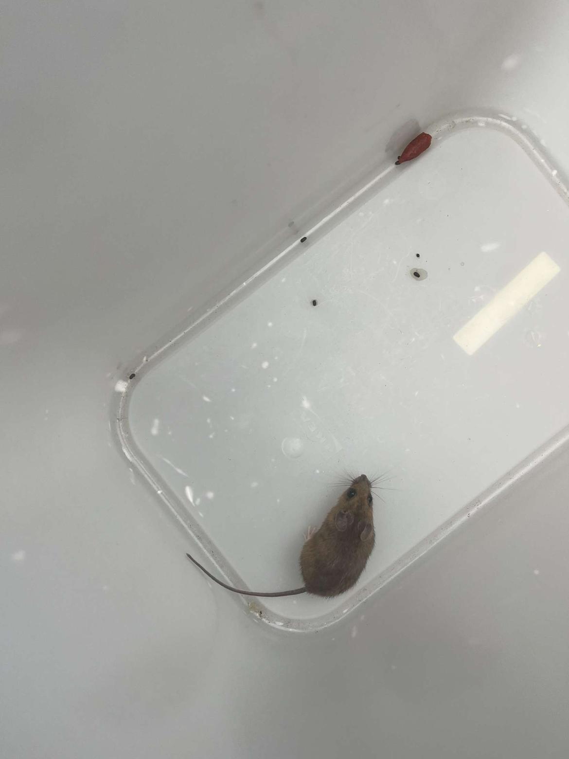 Kanin Henrik Johnson billede 5