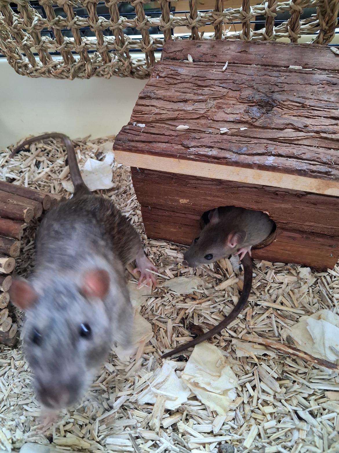 Tamrotte Flamzster Kenny billede 9