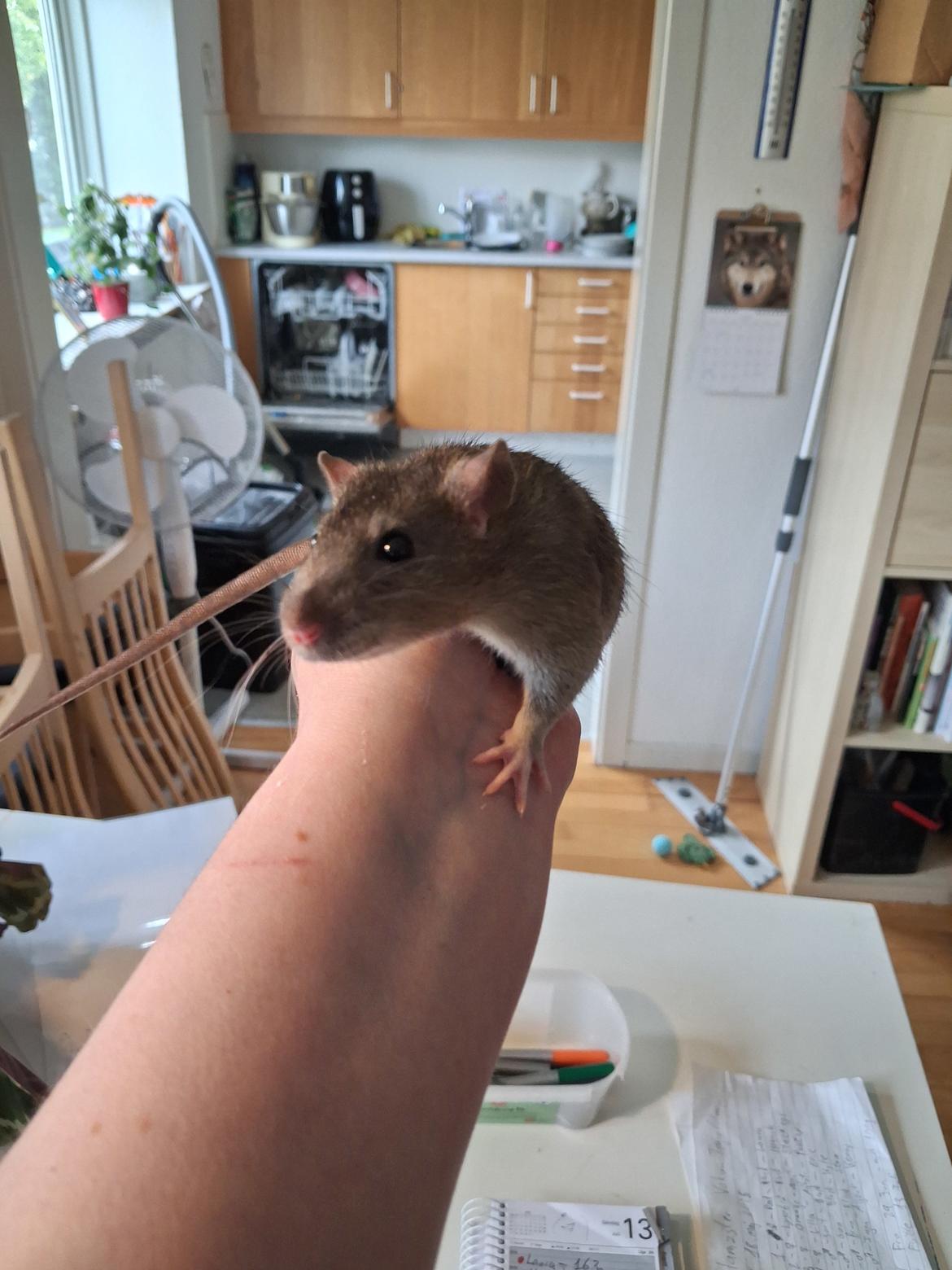 Tamrotte Flamzster Kenny billede 1