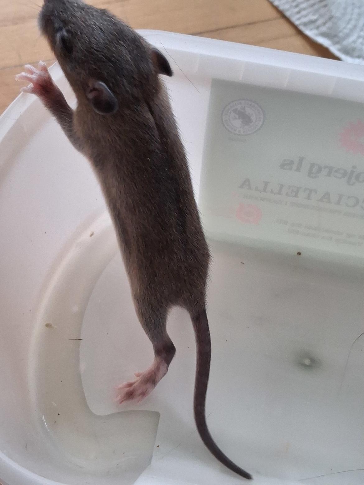 Tamrotte Flamzster Kenny billede 4