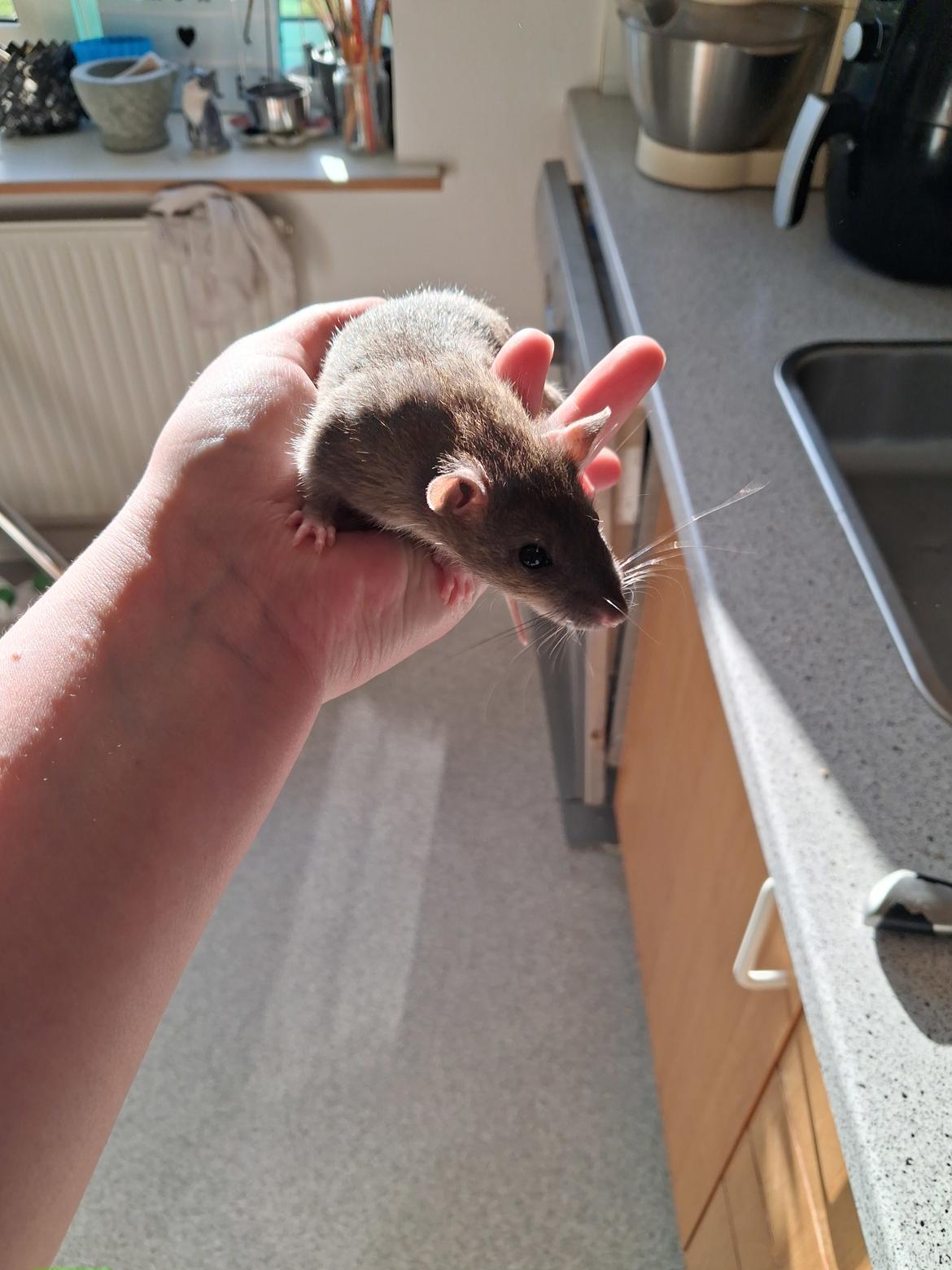 Tamrotte Flamzster Kenny billede 13