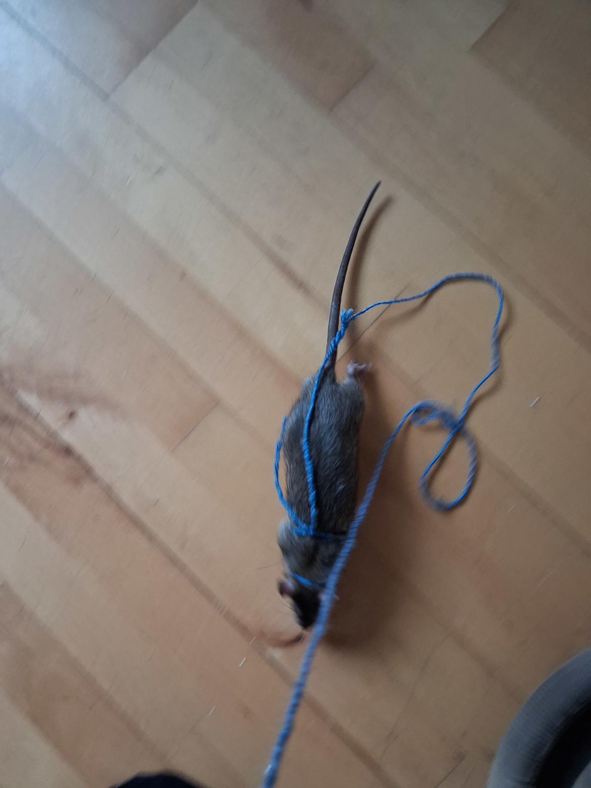 Tamrotte Flamzster Kenny billede 18