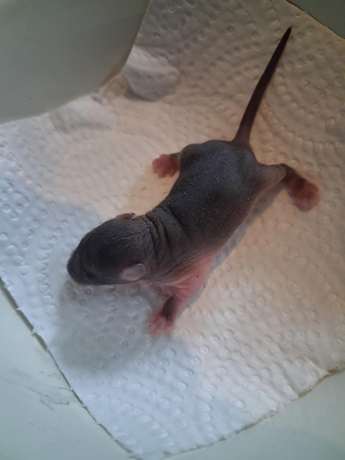 Tamrotte Flamzster Kenny billede 3