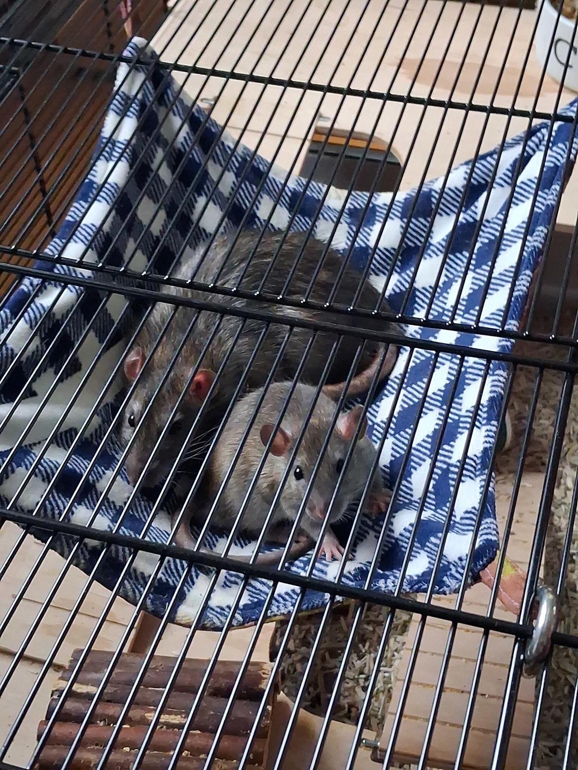 Tamrotte Flamzster Kenny billede 12