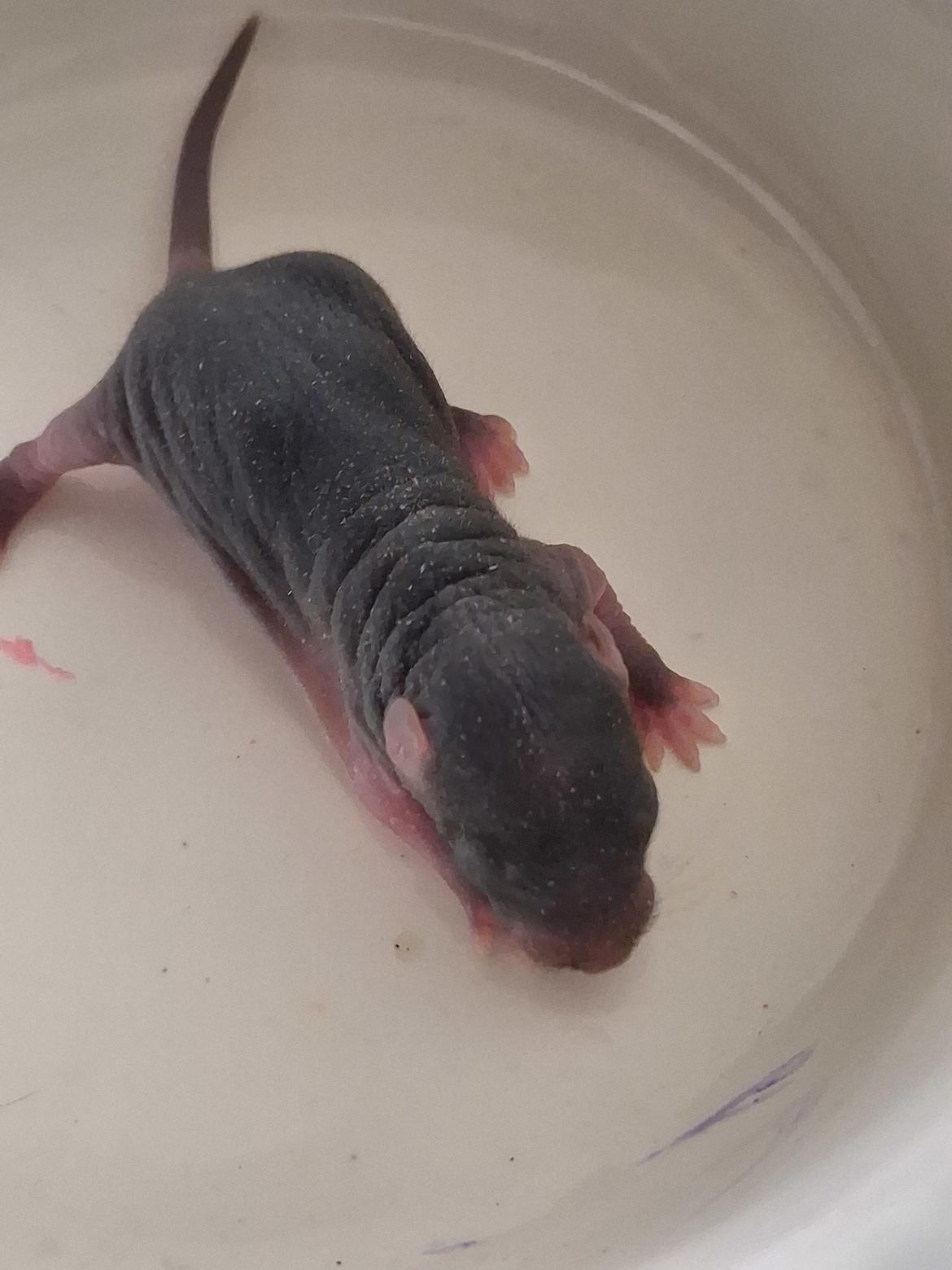 Tamrotte Flamzster Kenny billede 2