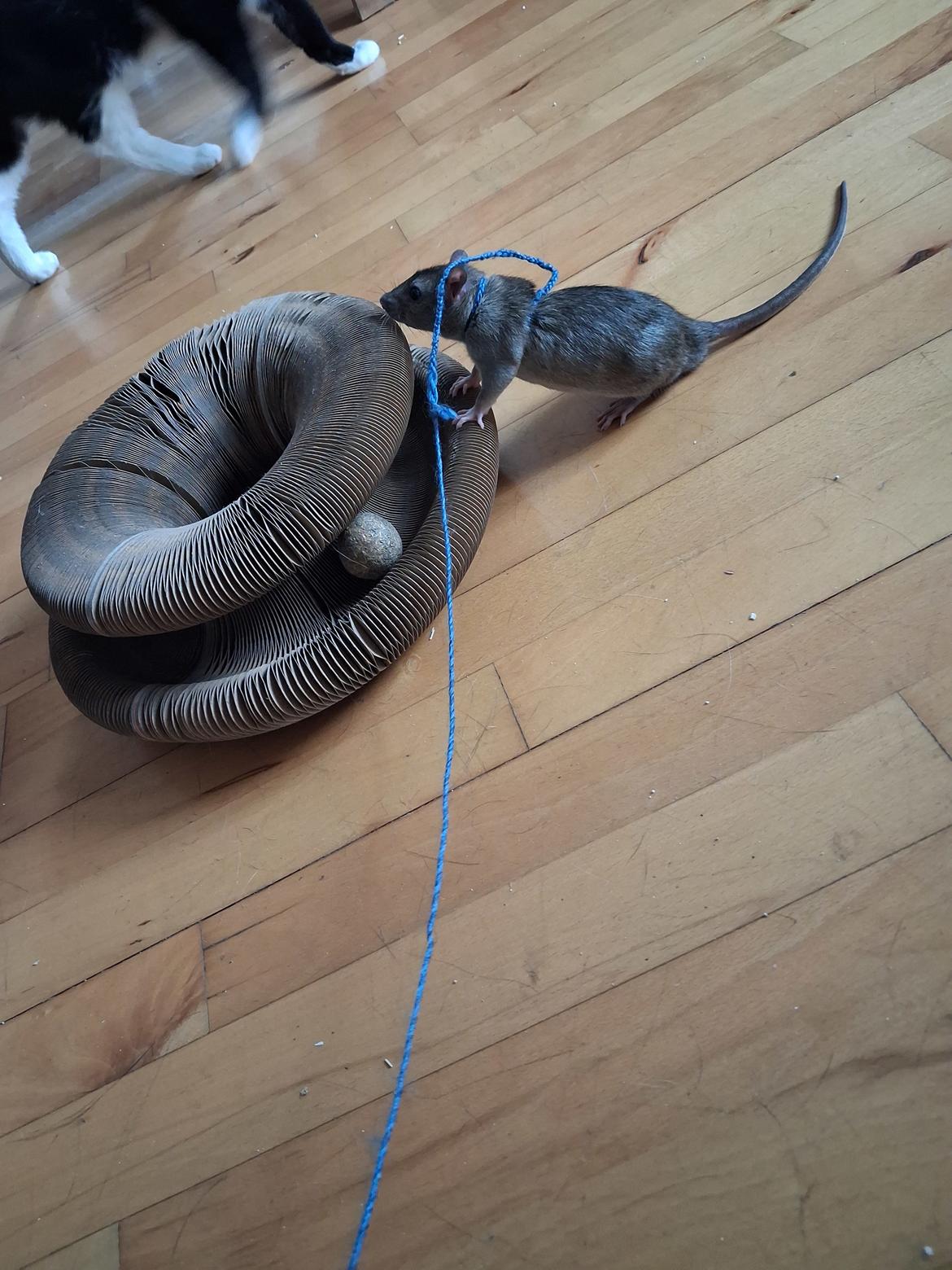 Tamrotte Flamzster Kenny billede 20