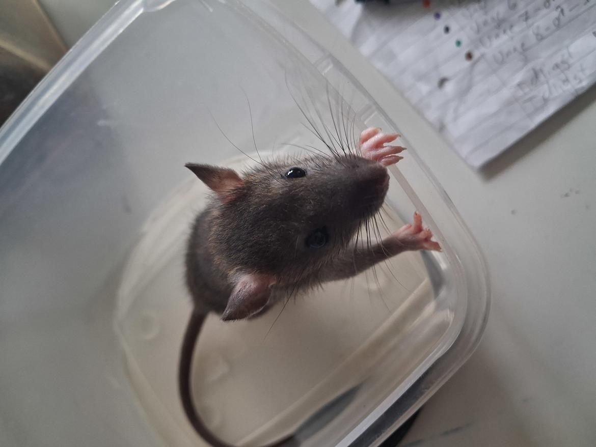 Tamrotte Flamzster Kenny billede 7