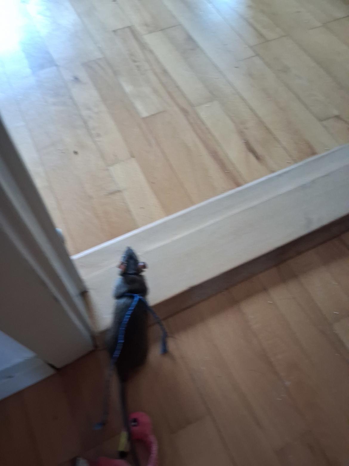 Tamrotte Flamzster Kenny billede 21