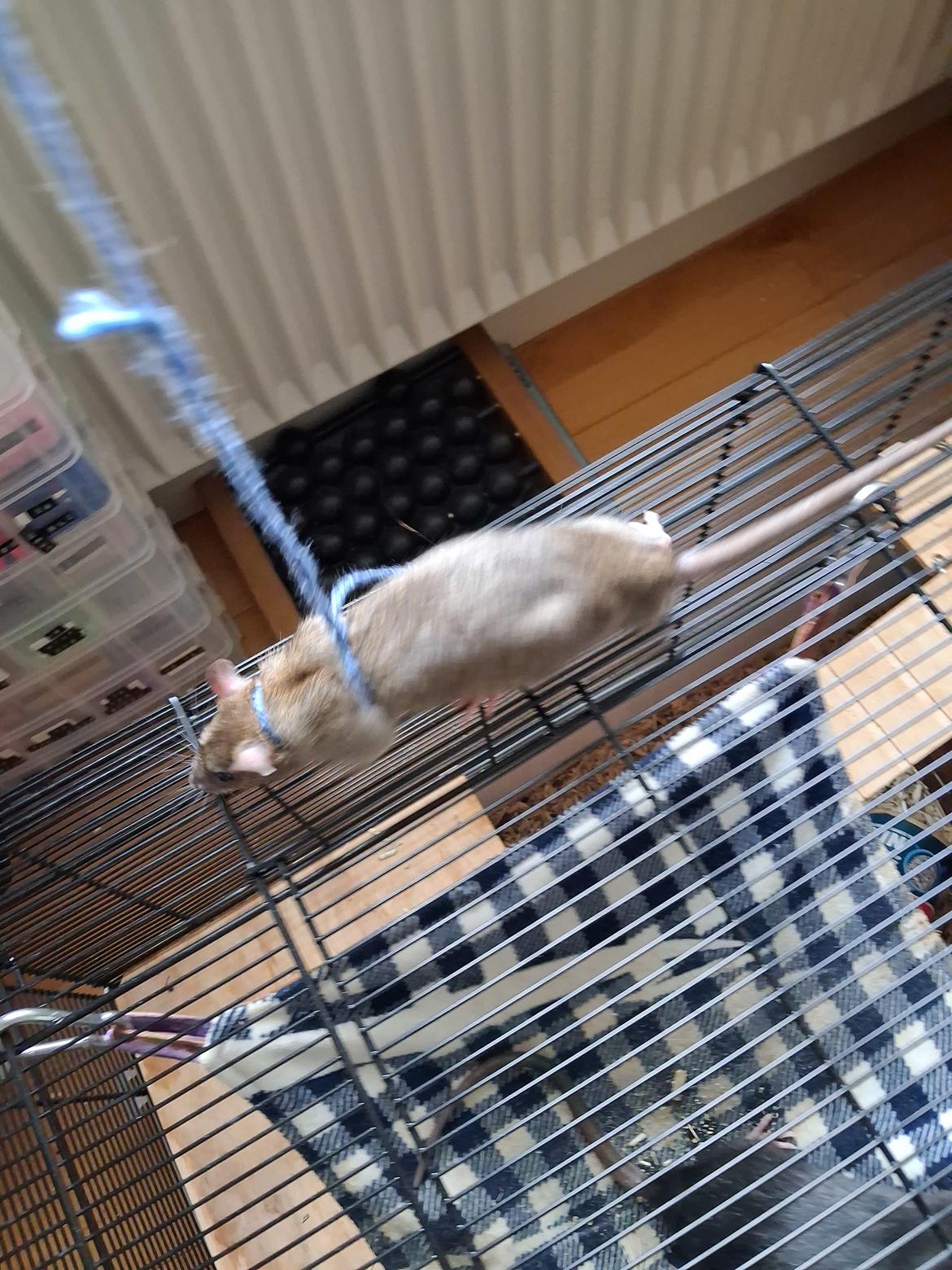 Tamrotte Flamzster Kenny billede 16