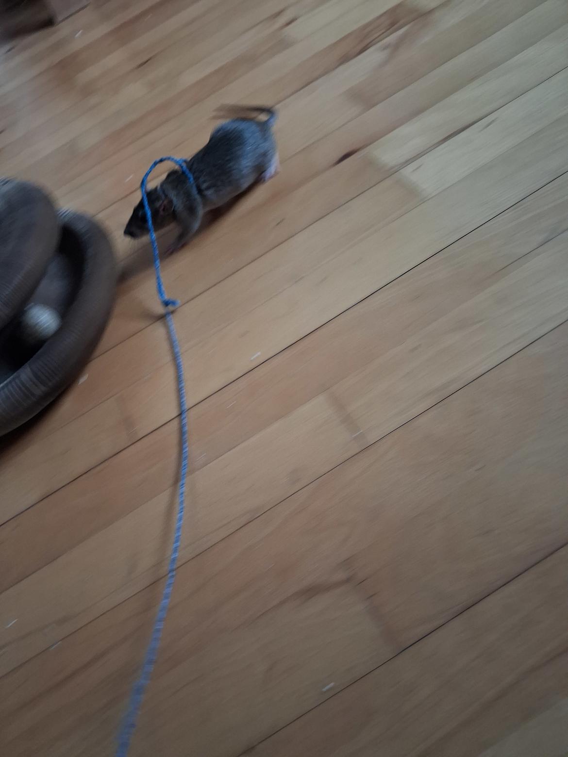 Tamrotte Flamzster Kenny billede 19