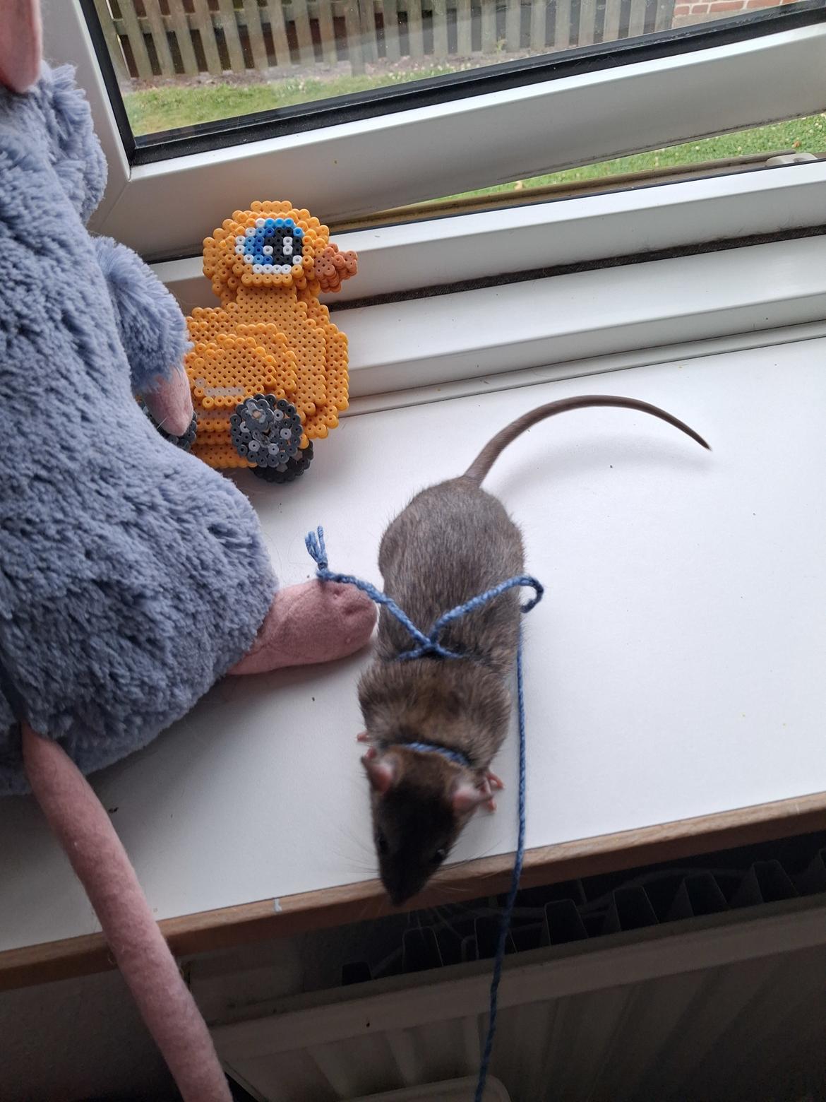 Tamrotte Flamzster Kenny billede 17