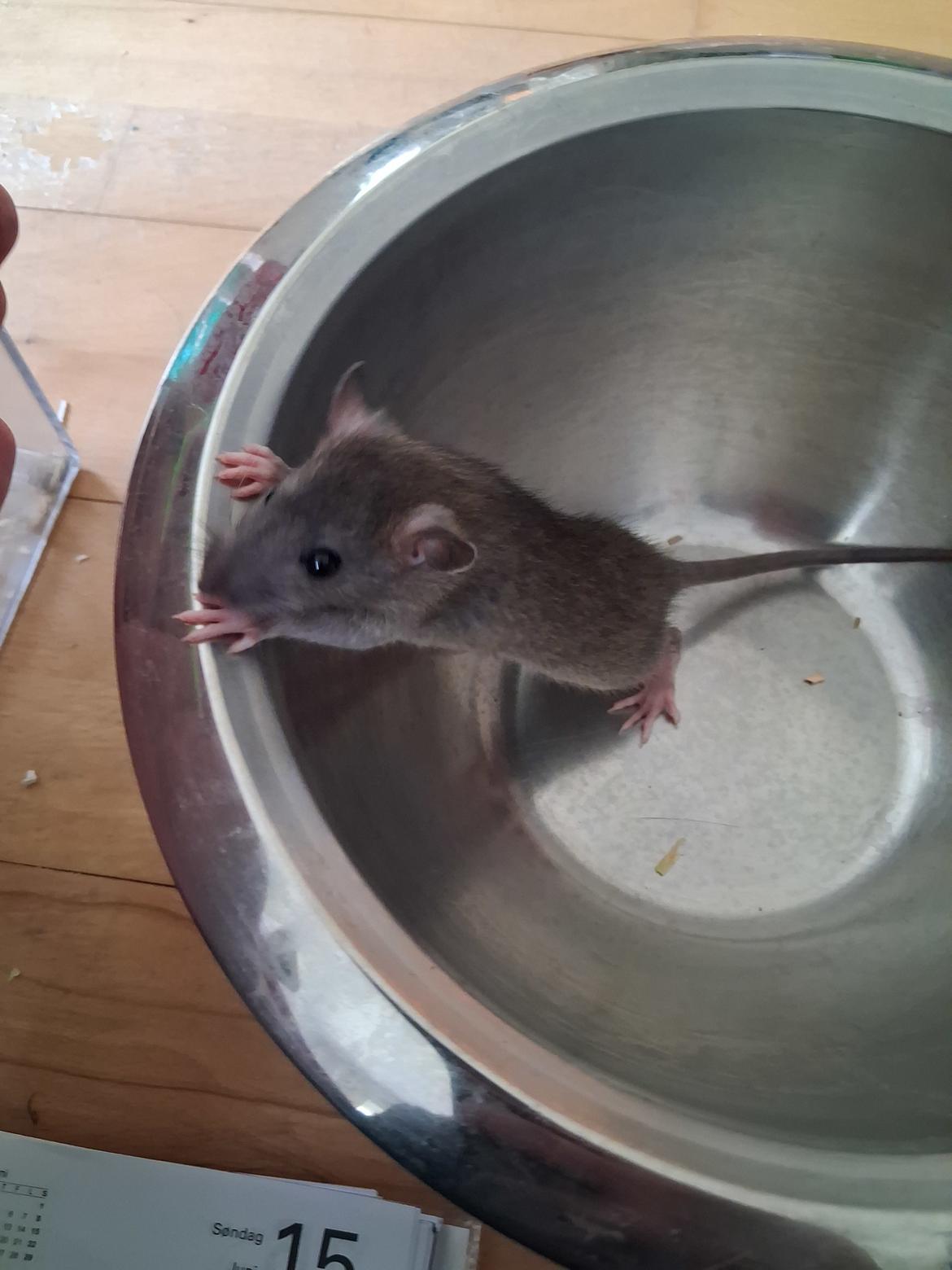 Tamrotte Flamzster Kenny billede 6