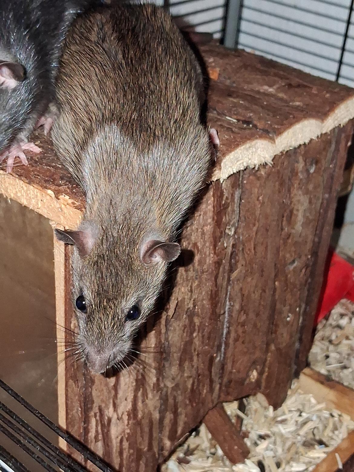 Tamrotte Flamzster Kenny billede 22