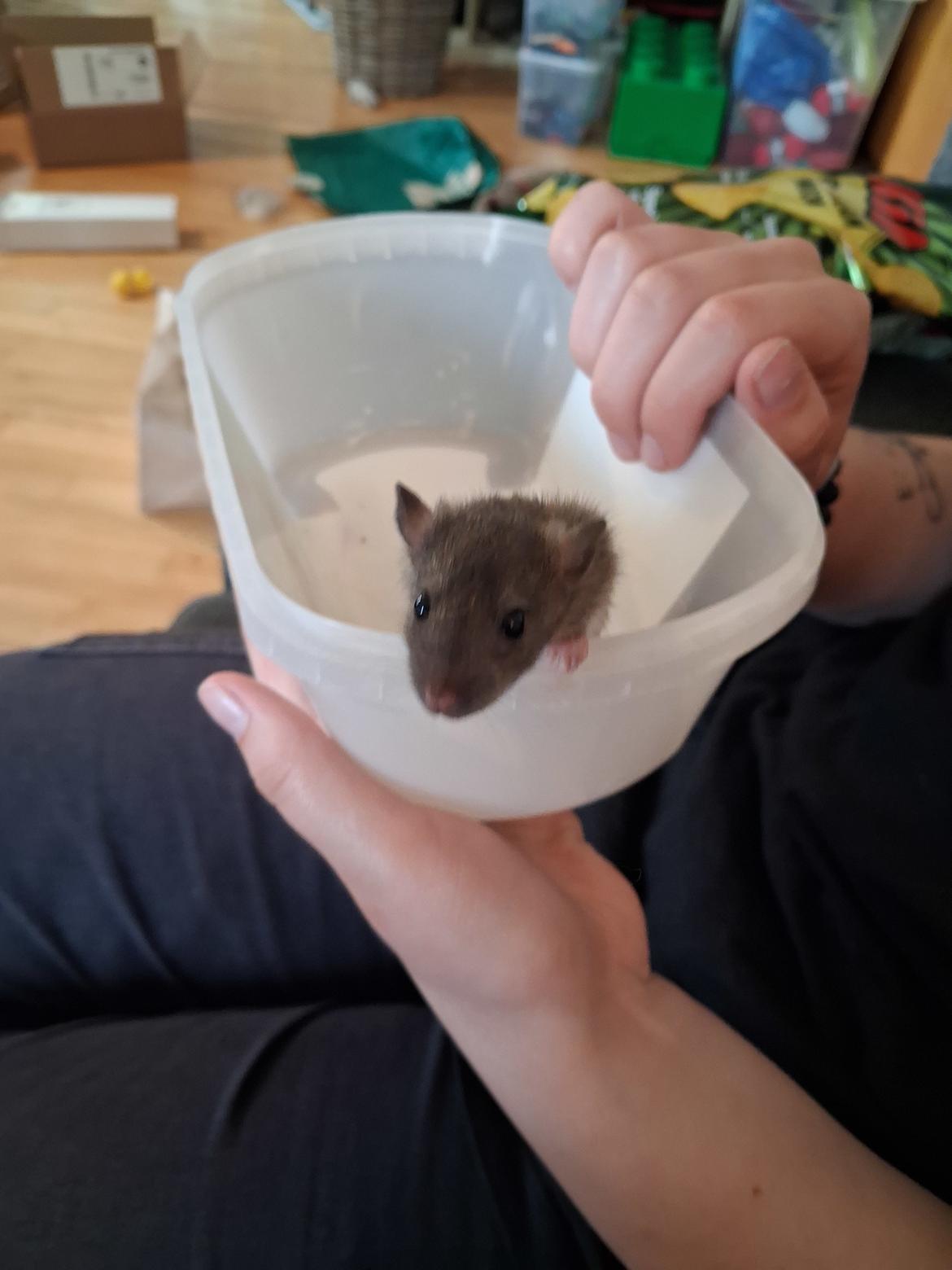 Tamrotte Flamzster Kenny billede 5