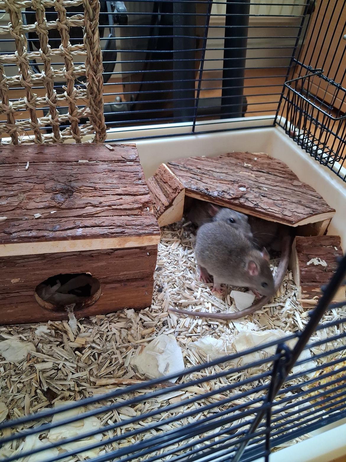 Tamrotte Flamzster Kenny billede 8