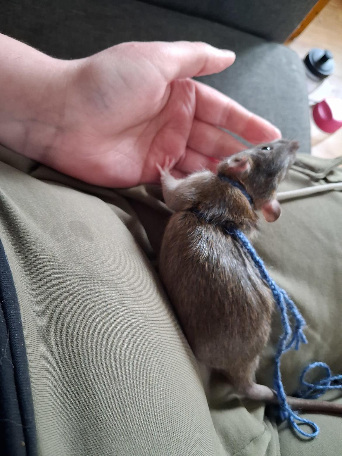 Tamrotte Flamzster Kenny billede 15