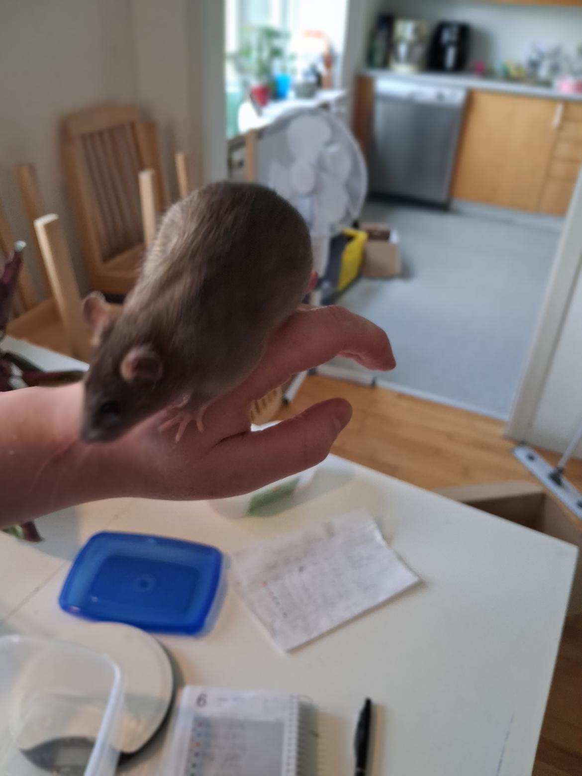 Tamrotte Flamzster Kenny billede 14