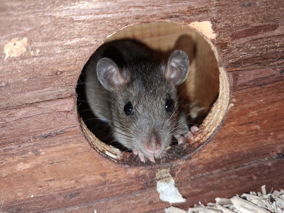 Tamrotte Flamzster Kenny billede 11