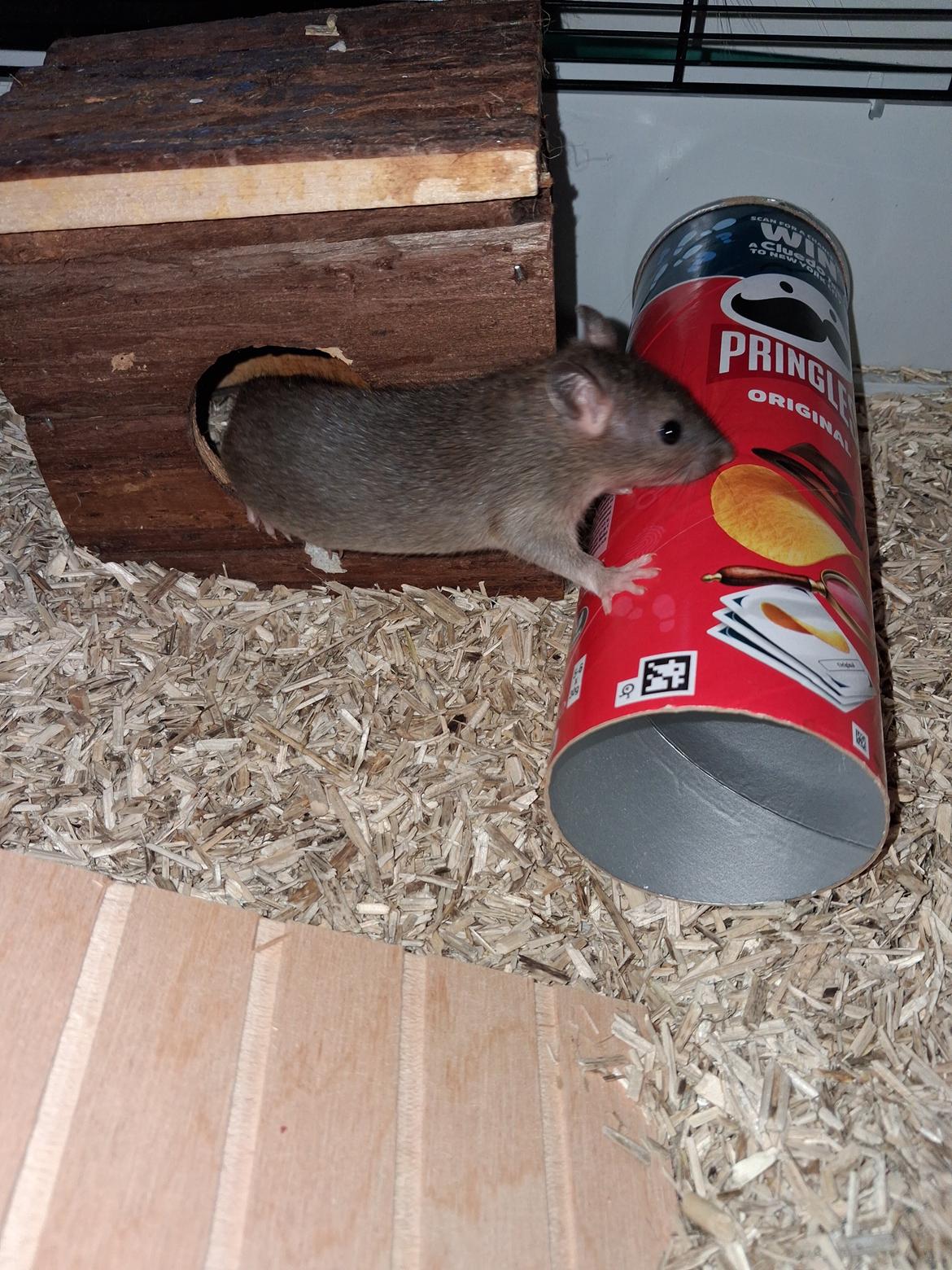 Tamrotte Flamzster Kenny billede 10