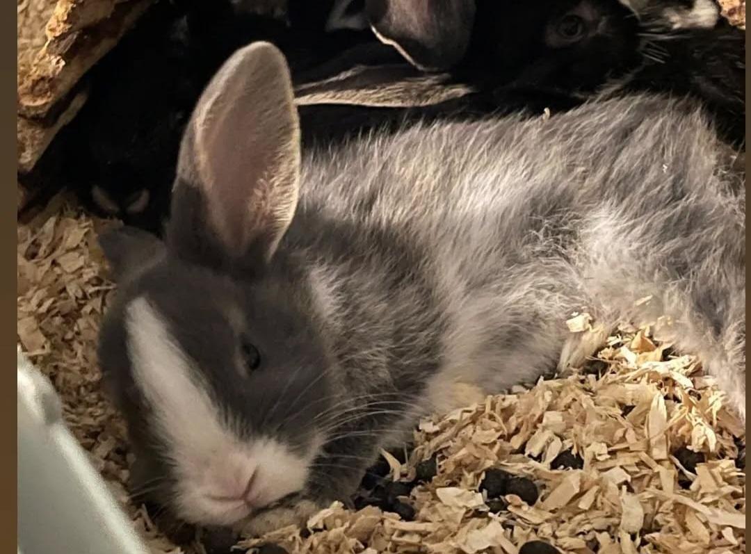 Kanin omega billede 15