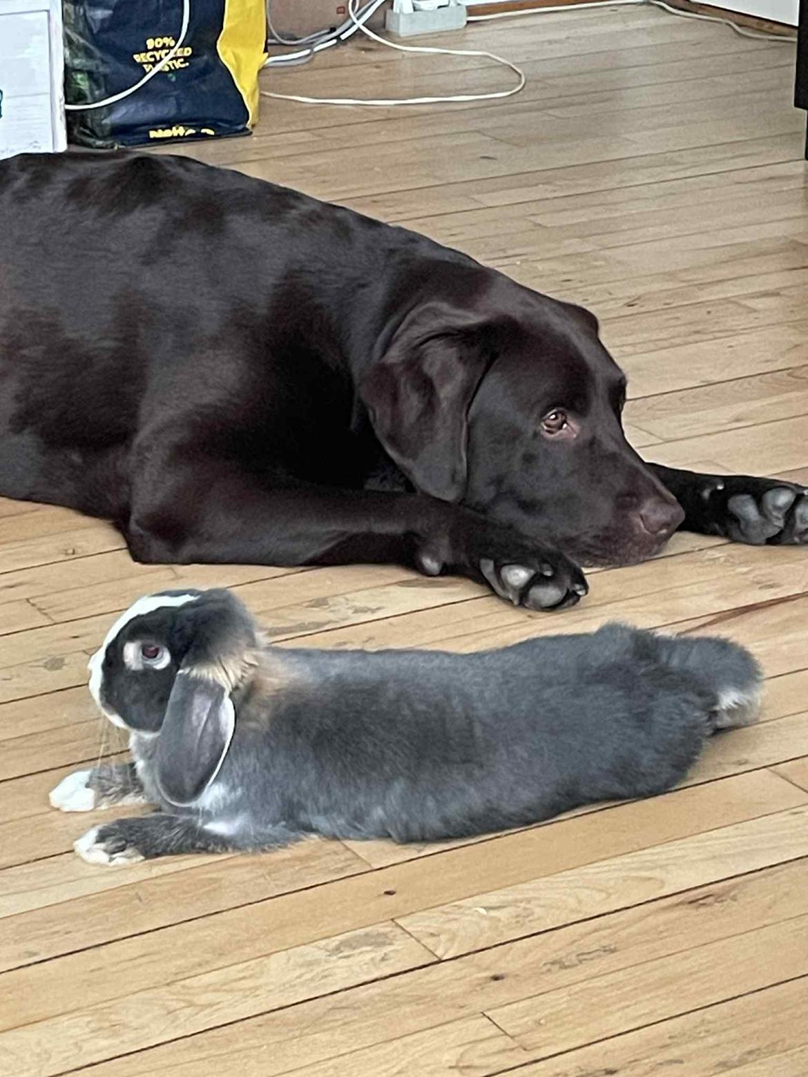 Kanin omega billede 13