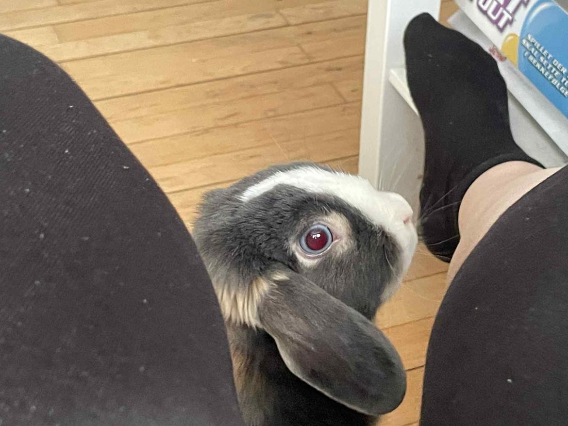 Kanin omega billede 11