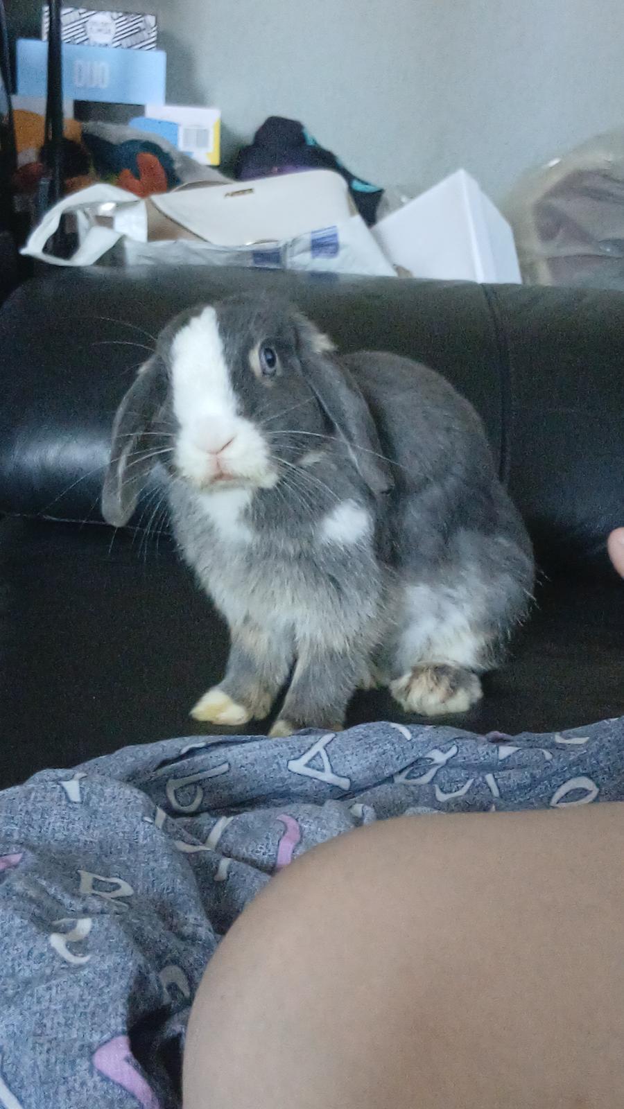 Kanin omega billede 7
