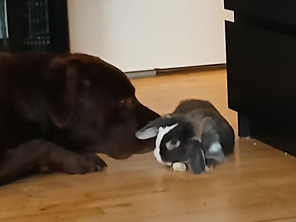 Kanin omega billede 2