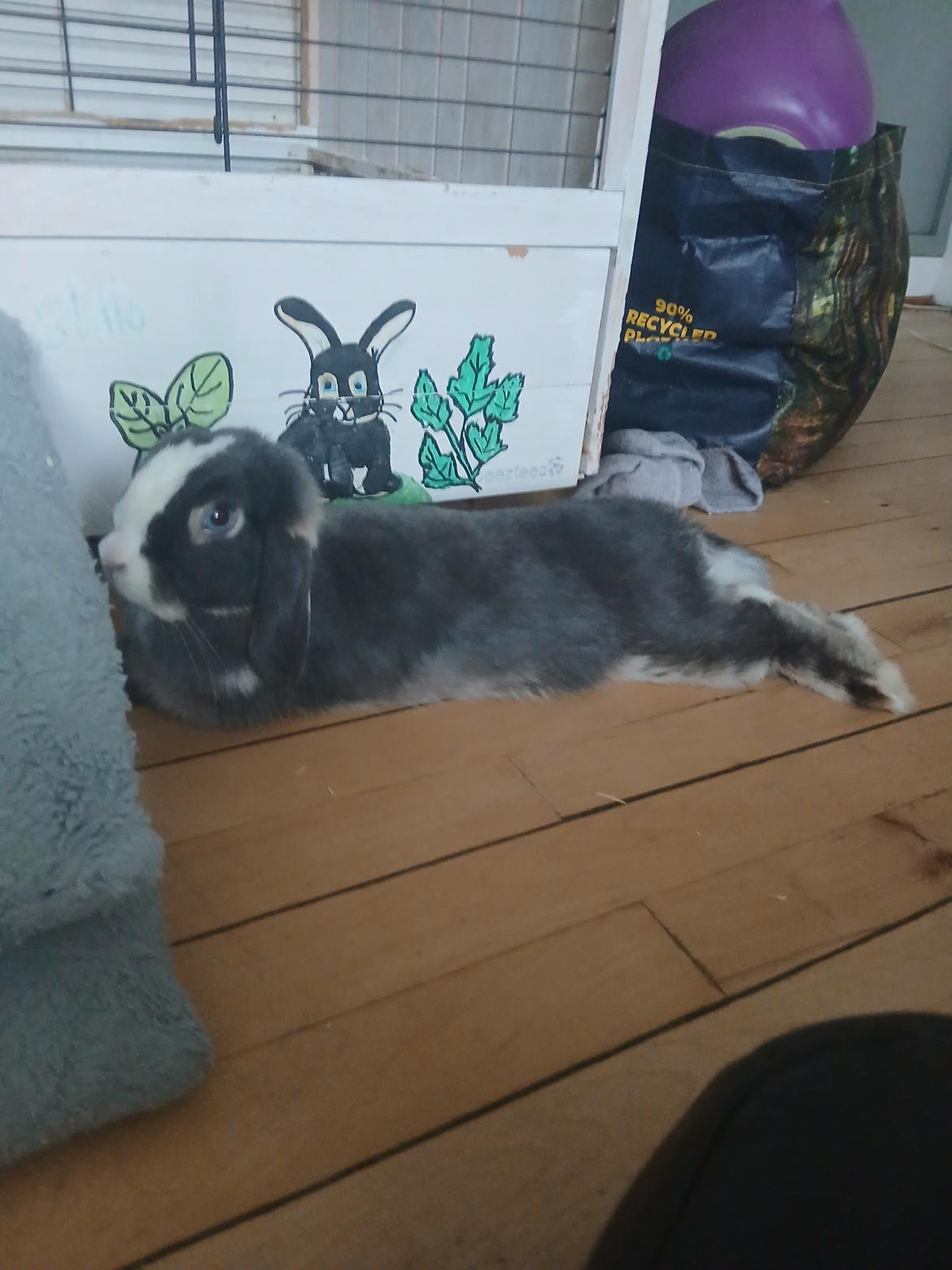 Kanin omega billede 4