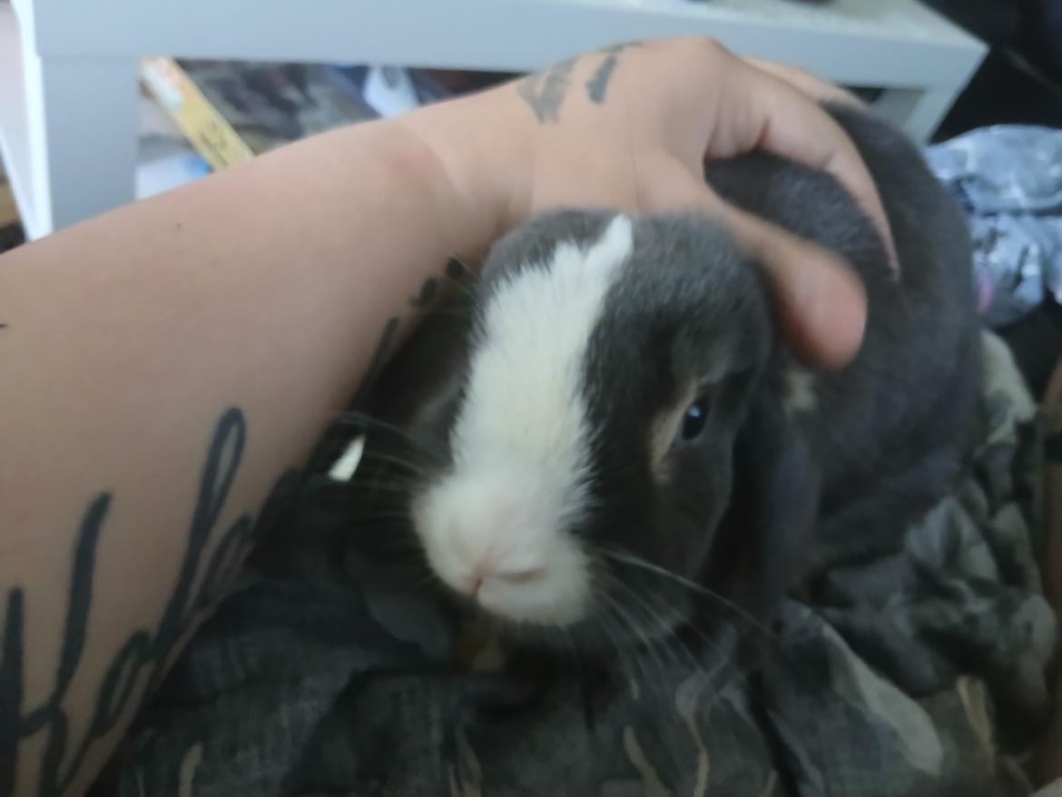 Kanin omega billede 8