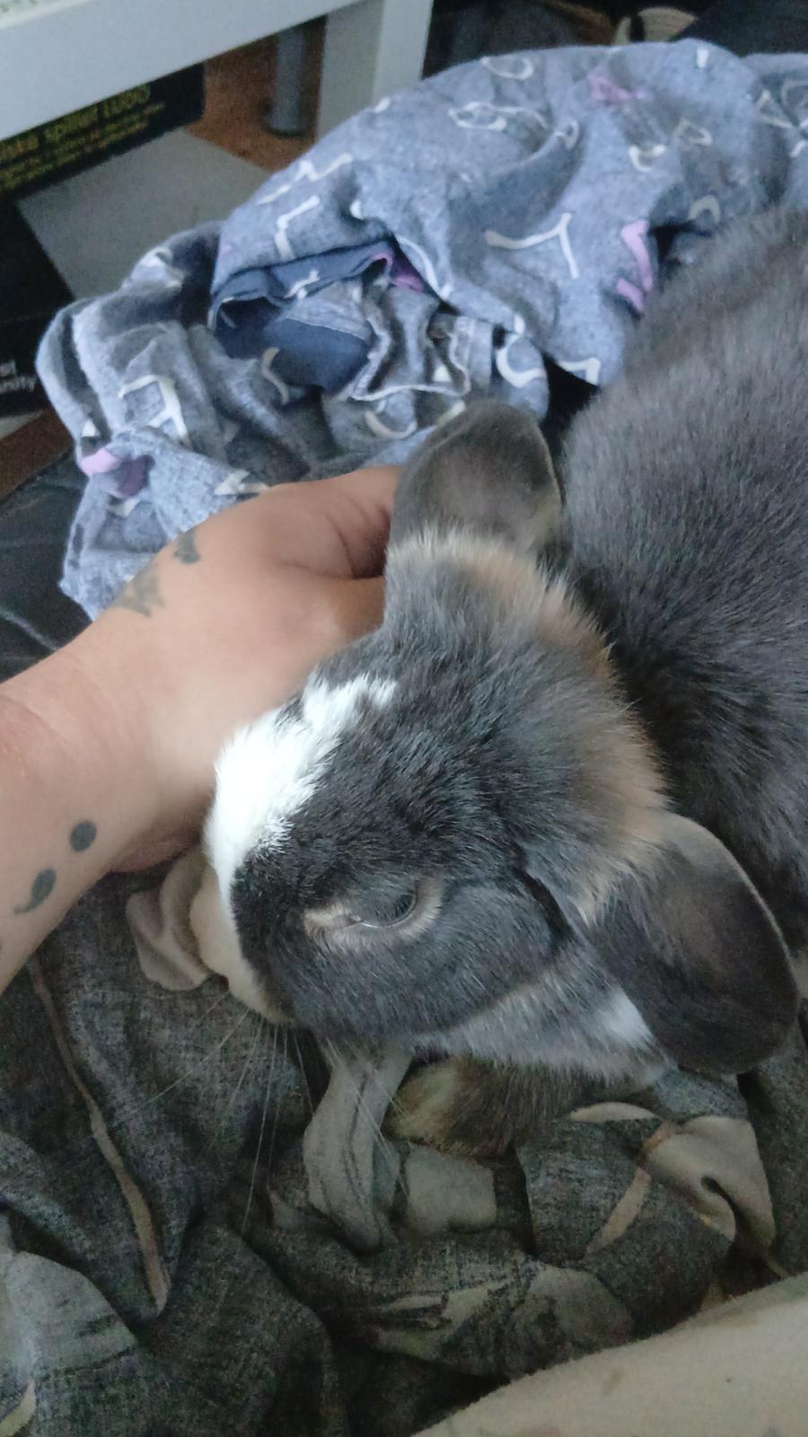 Kanin omega billede 5