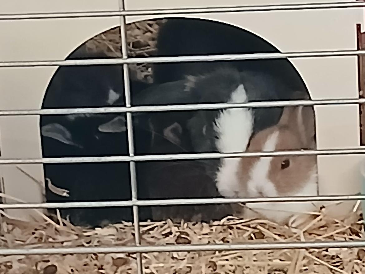 Kanin omega billede 10