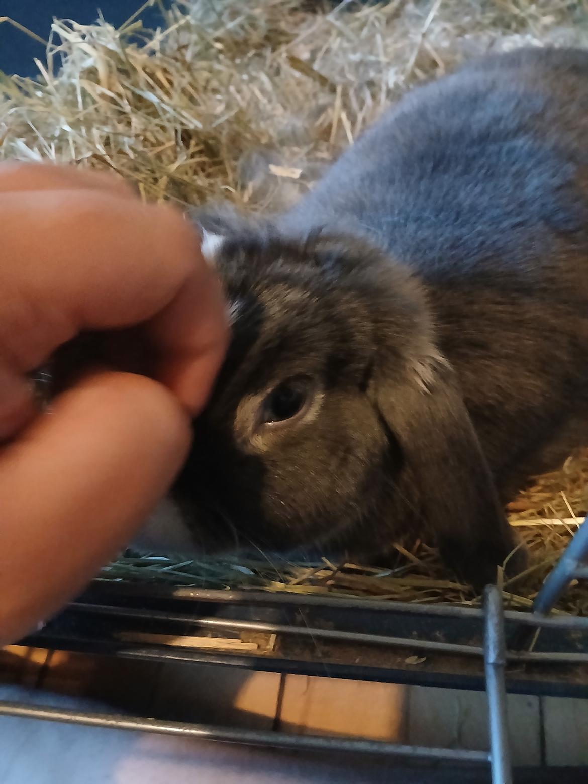 Kanin omega billede 16