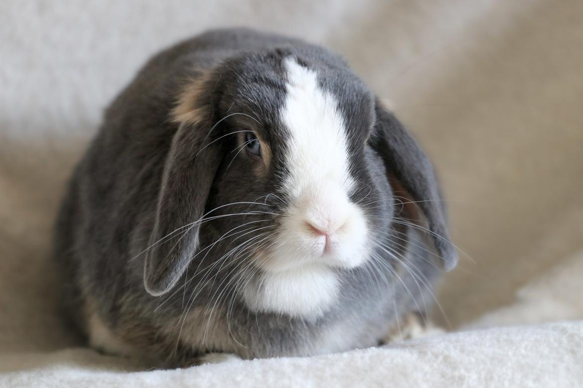 Kanin omega billede 18