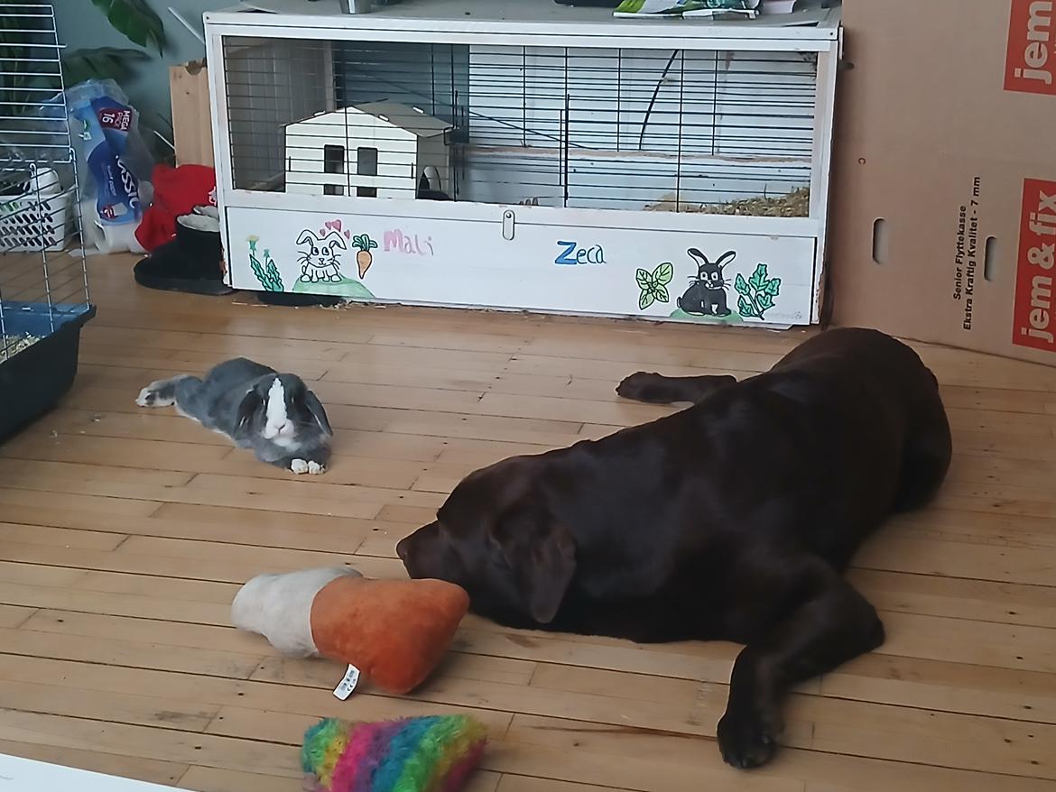 Kanin omega billede 14