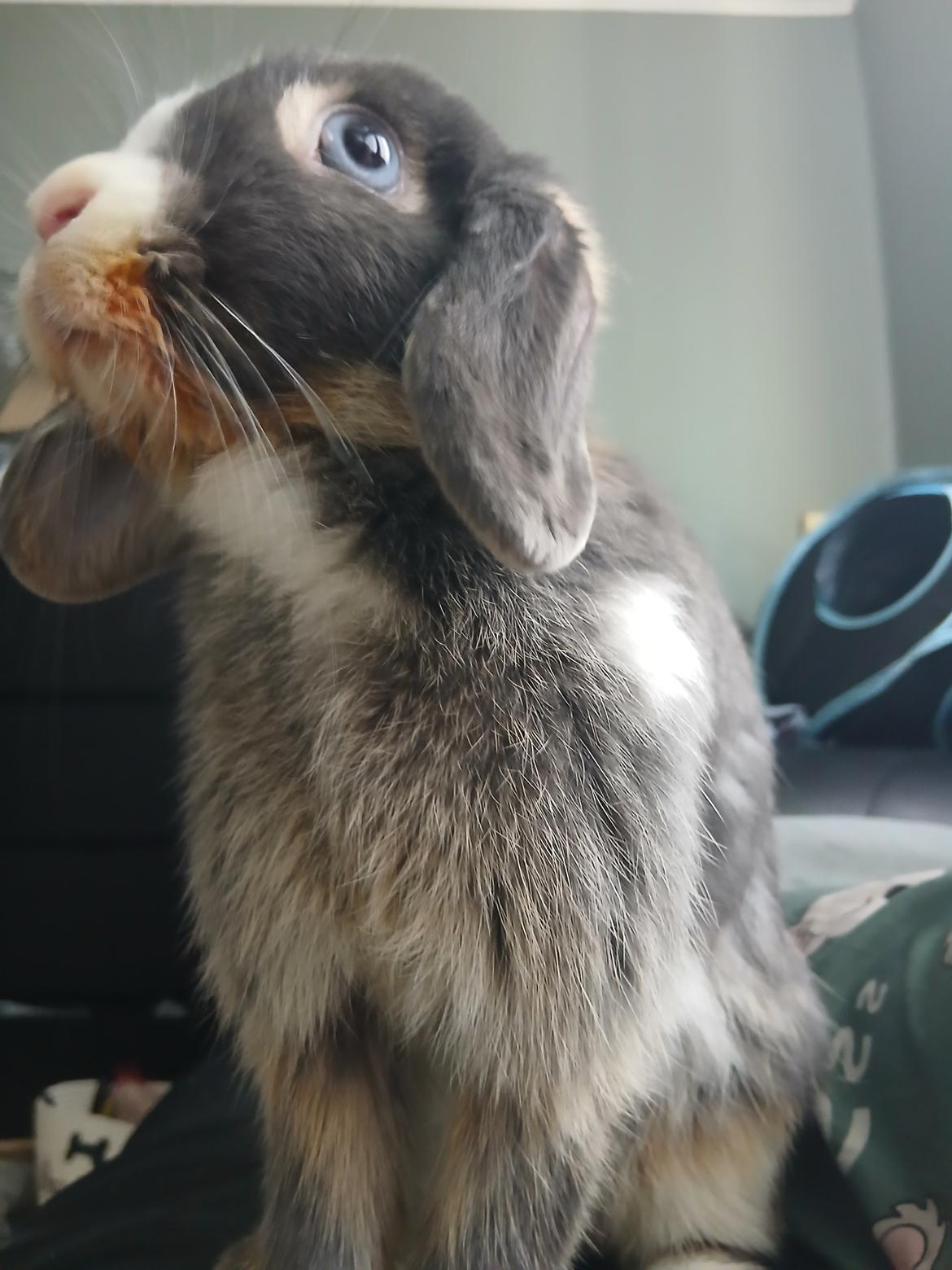 Kanin omega billede 9