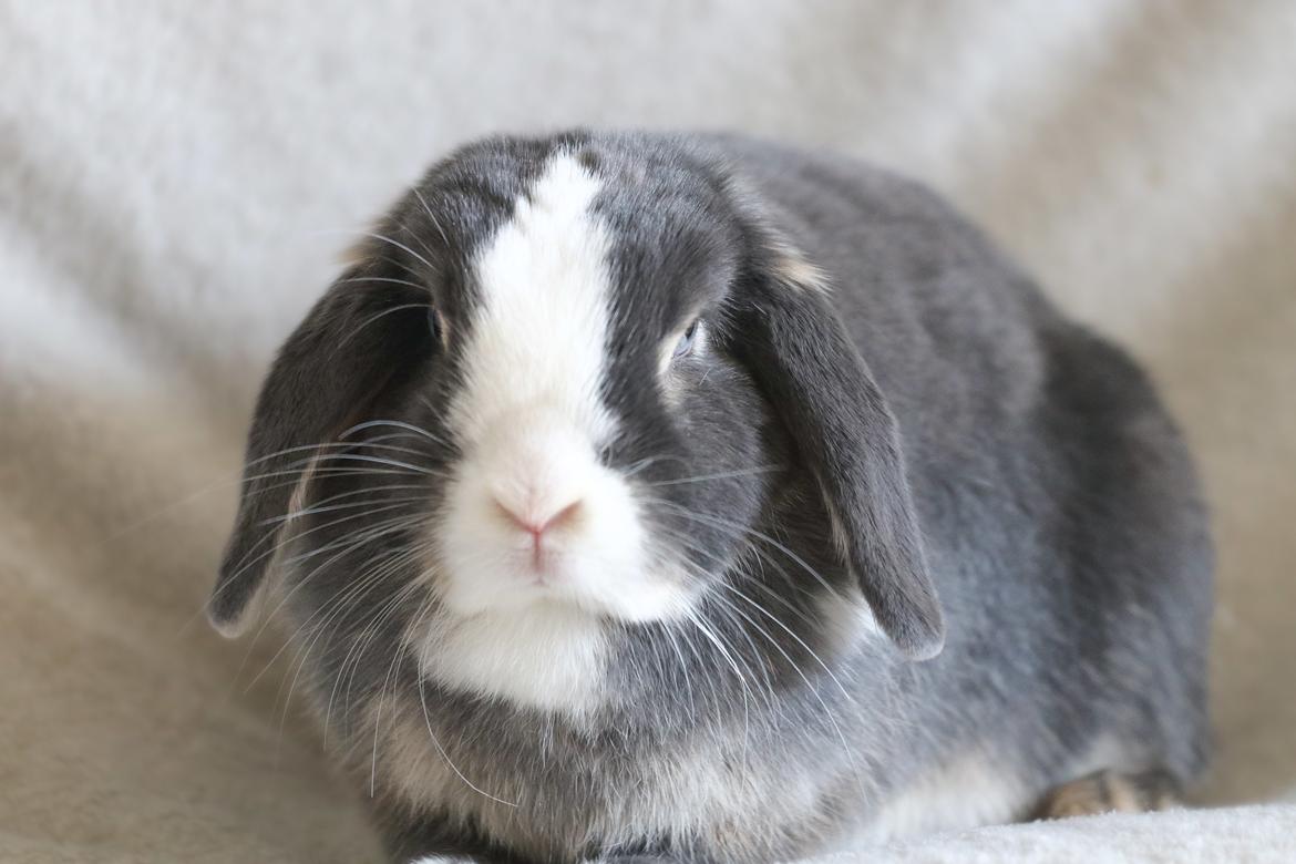 Kanin omega billede 1