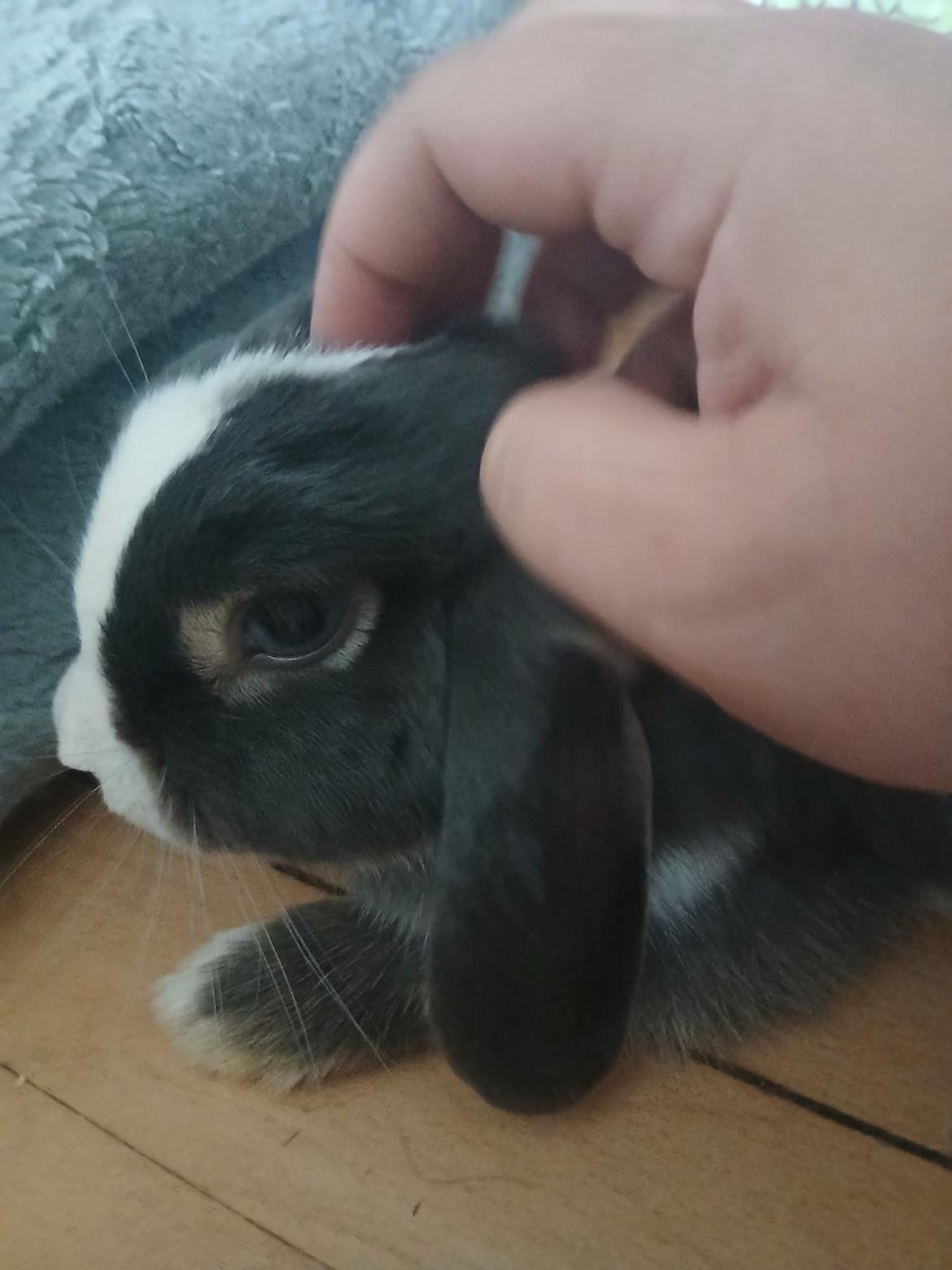 Kanin omega billede 3