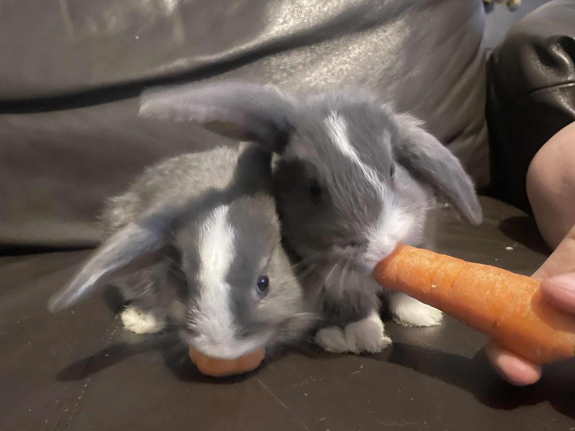 Kanin omega billede 17